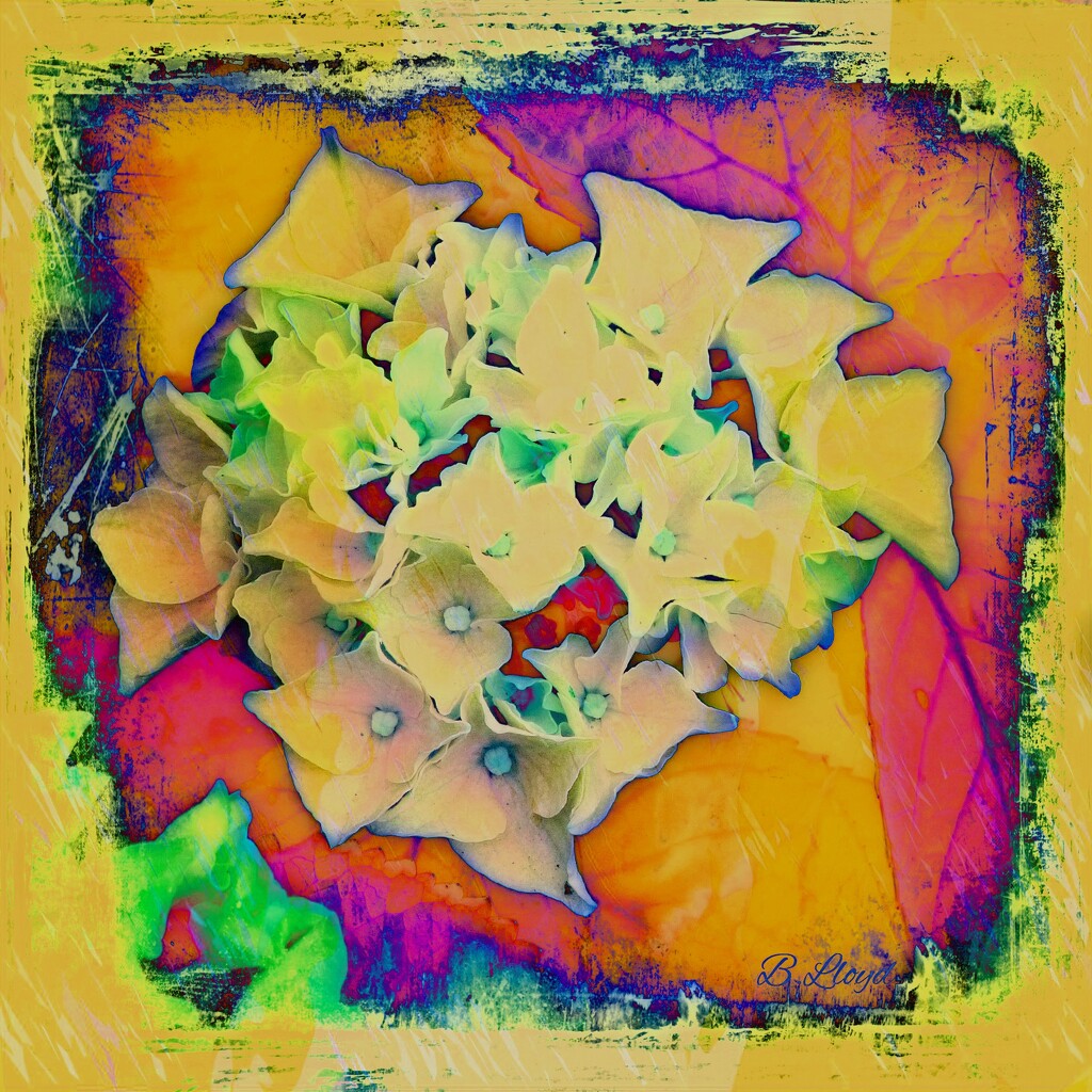 Abstract- Hydrangea by beryl