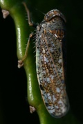 27th Aug 2024 - Insect macro shot