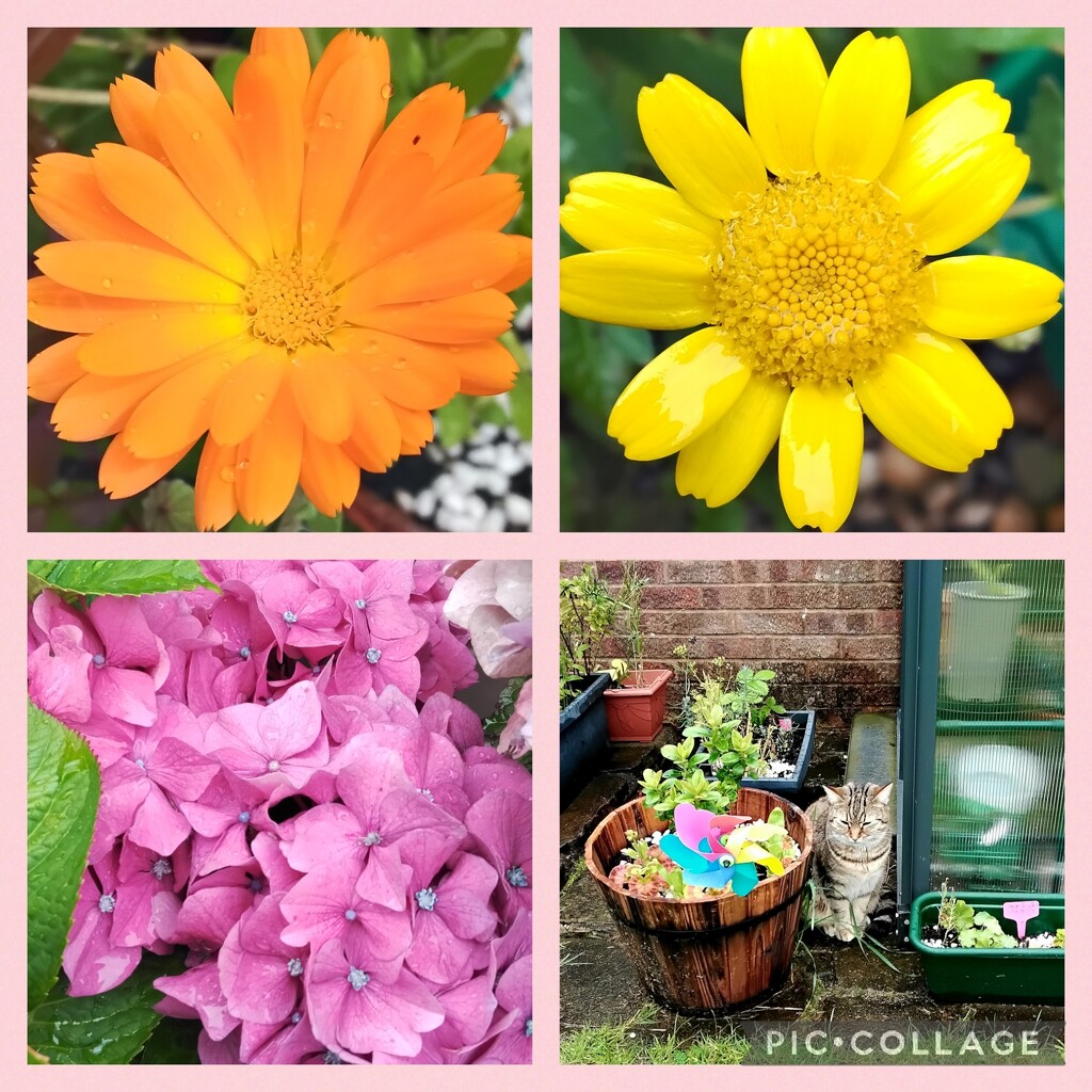  An orange Calendula, yellow Wild Chrysanthemum, pink hydrangea  and our cat Holly in the rainy garden. by grace55