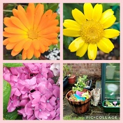 28th Aug 2024 -  An orange Calendula, yellow Wild Chrysanthemum, pink hydrangea  and our cat Holly in the rainy garden.