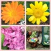  An orange Calendula, yellow Wild Chrysanthemum, pink hydrangea  and our cat Holly in the rainy garden. by grace55