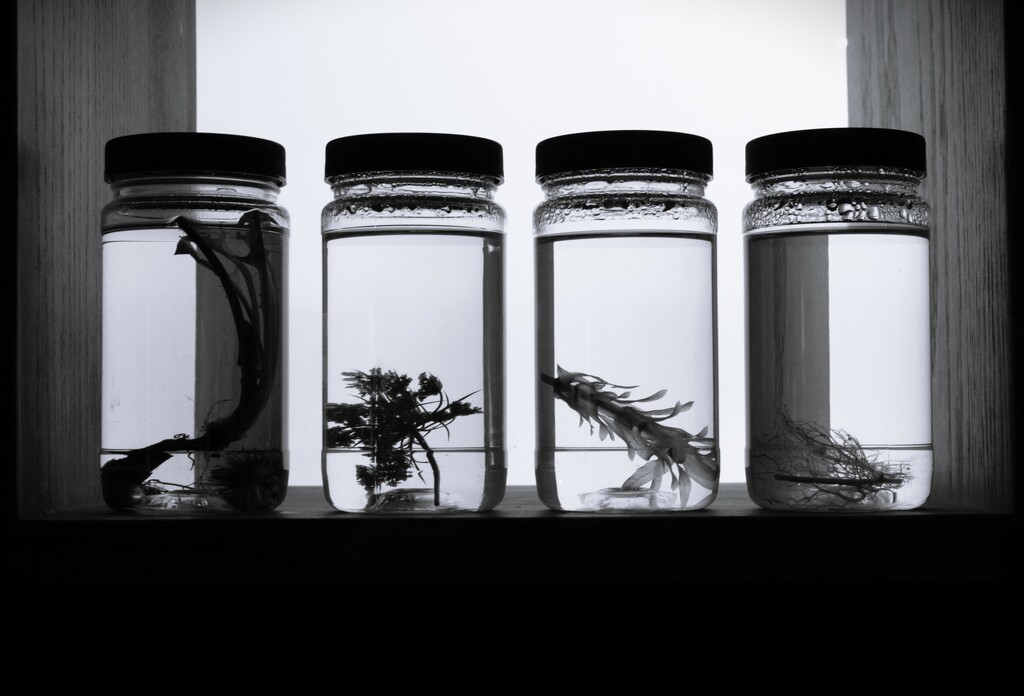 Specimens by photohoot