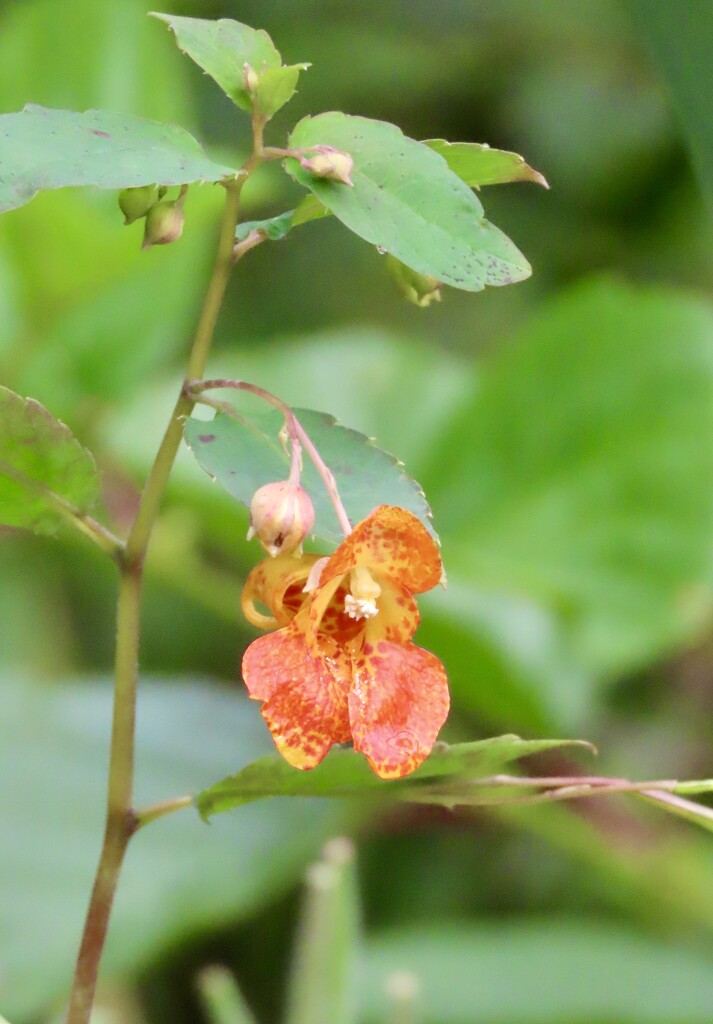 Google says this is jewelweed.  by orchid99