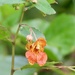 Google says this is jewelweed.  by orchid99