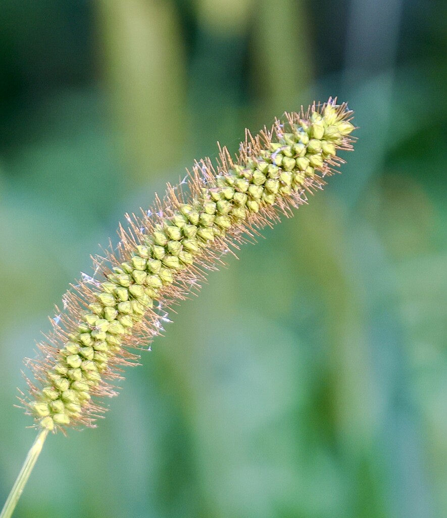 Yellow Foxtail by corinnec