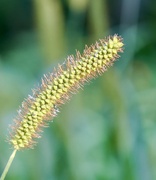 28th Aug 2024 - Yellow Foxtail