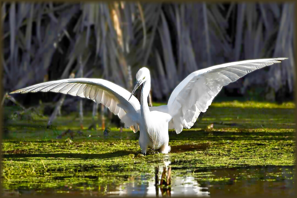 Wading in the water by ludwigsdiana