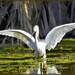 Wading in the water by ludwigsdiana