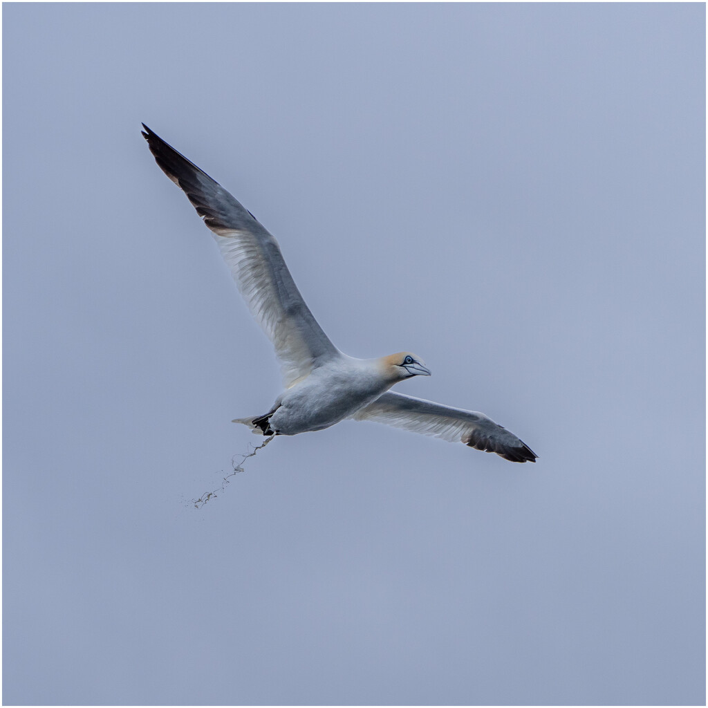 Northern Gannet - having a poop by clifford