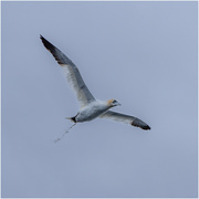 28th Aug 2024 - Northern Gannet - having a poop