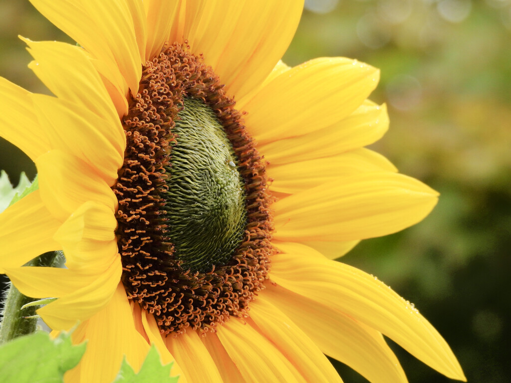 Sunflower Center by seattlite