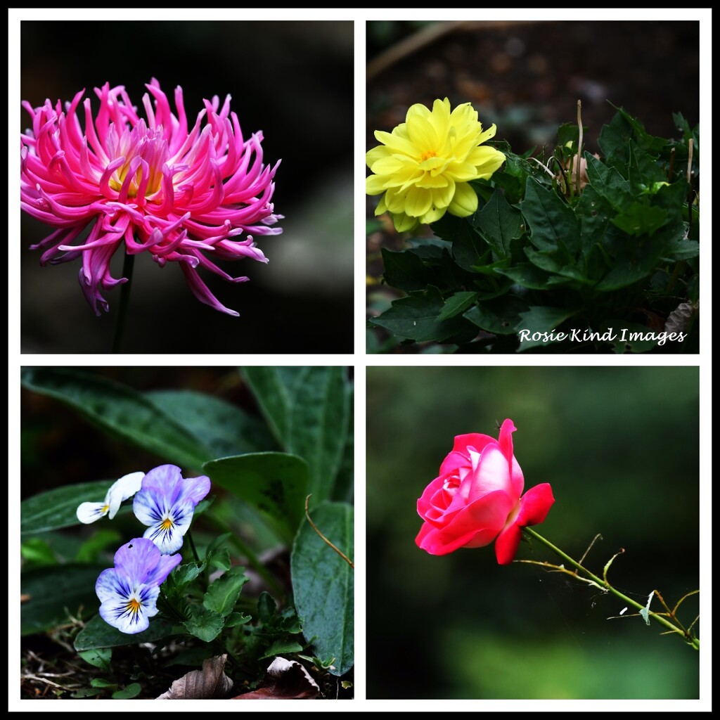 Flowers from my garden by rosiekind