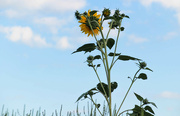 28th Aug 2024 - Sunflower 4