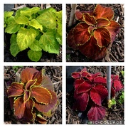 28th Aug 2024 - Coleus