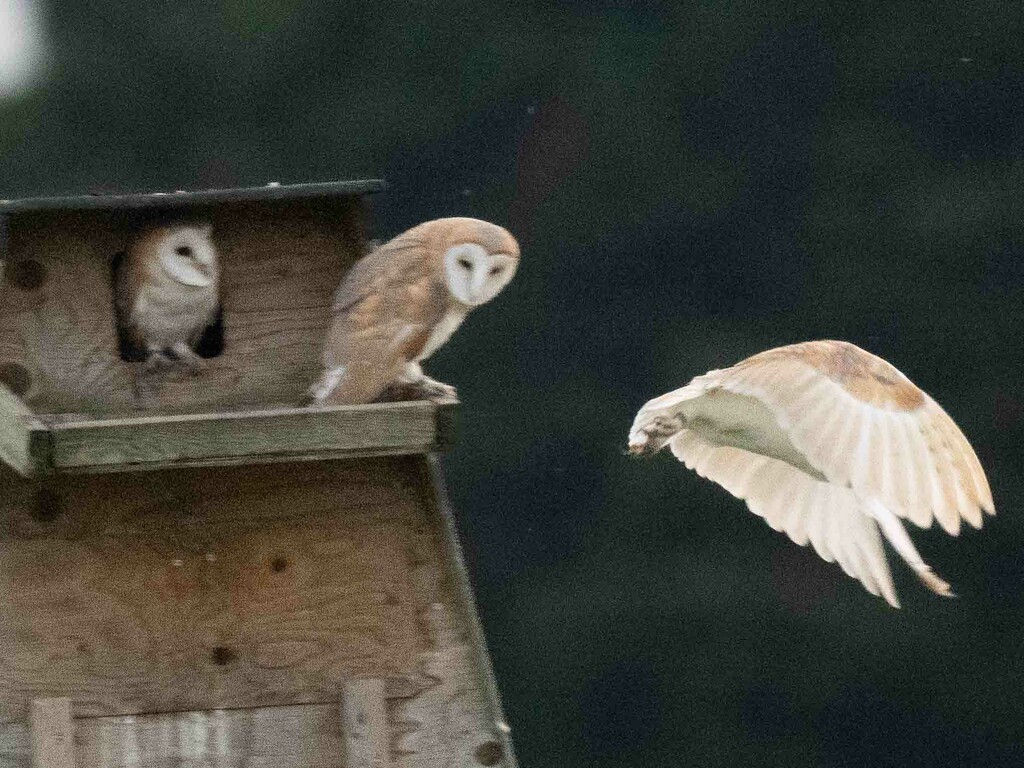 Owlets leaving. by padlock