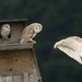 Owlets leaving.