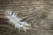 28th Aug 2024 - Feather