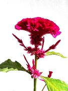 28th Aug 2024 - Celosia