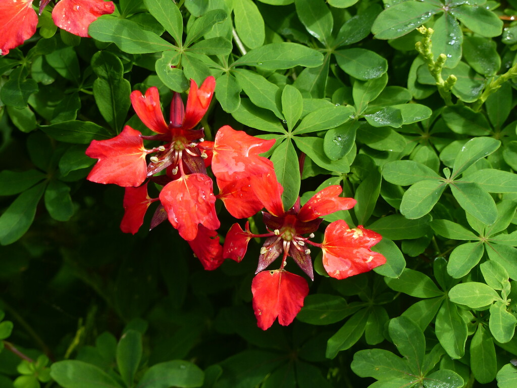 Scottish Flame Flower or Flame Nasturtium by susiemc