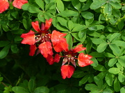 12th Aug 2024 - Scottish Flame Flower or Flame Nasturtium