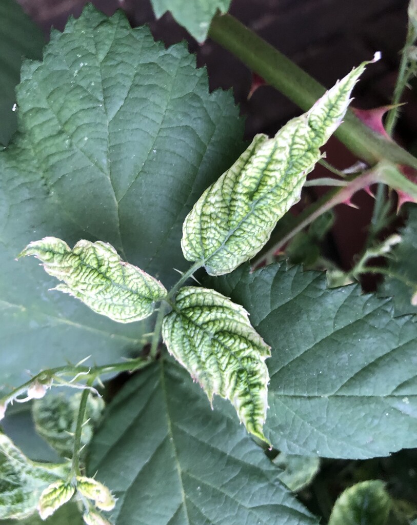 Curly leaves by sleepingexplorer