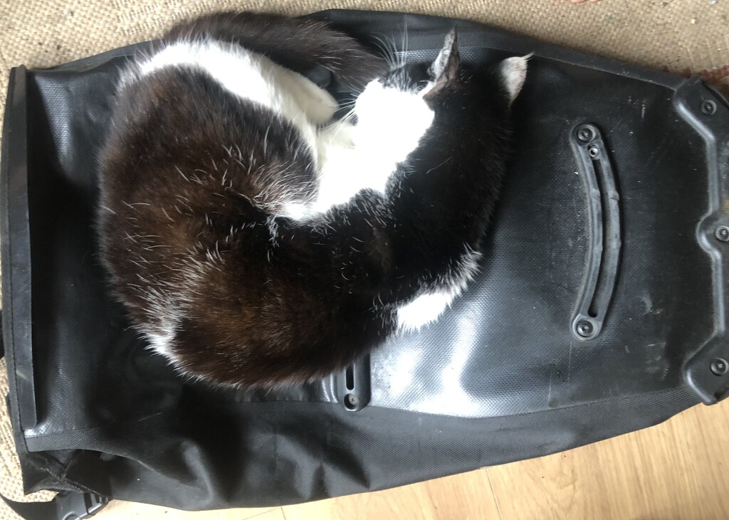 Cat asleep on a bag  by sleepingexplorer