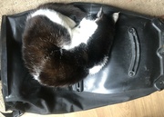 23rd Aug 2024 - Cat asleep on a bag 