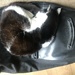 Cat asleep on a bag  by sleepingexplorer