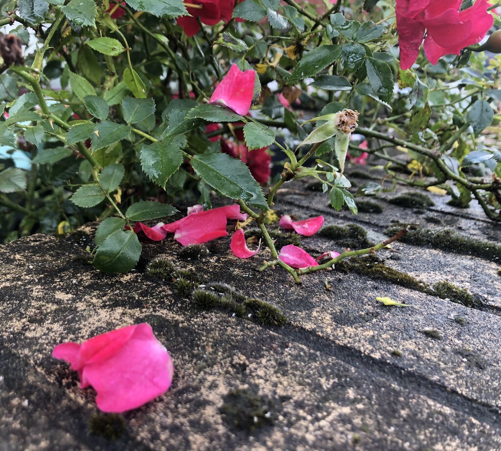 Rose shedding petals  by sleepingexplorer