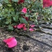 Rose shedding petals  by sleepingexplorer