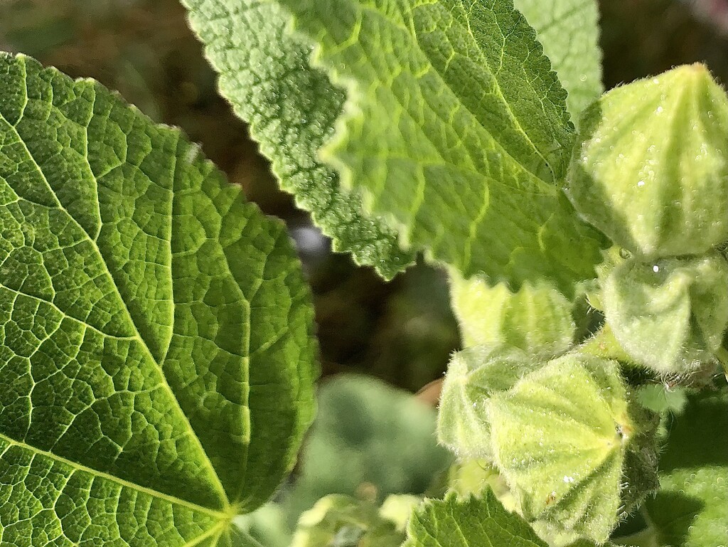 A wild weed, leaf and buds  by sleepingexplorer