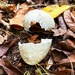 Predated duck egg