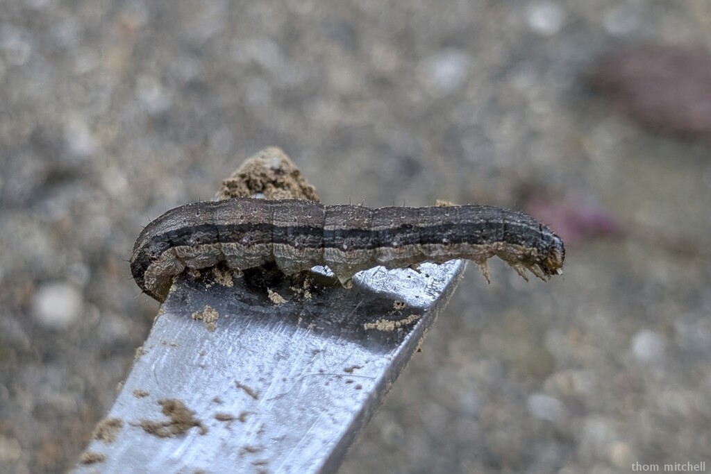 Fall Armyworm Moth by rhoing