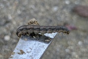 17th Aug 2024 - Fall Armyworm Moth