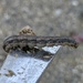 Fall Armyworm Moth by rhoing