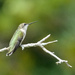 Hummingbird Perching