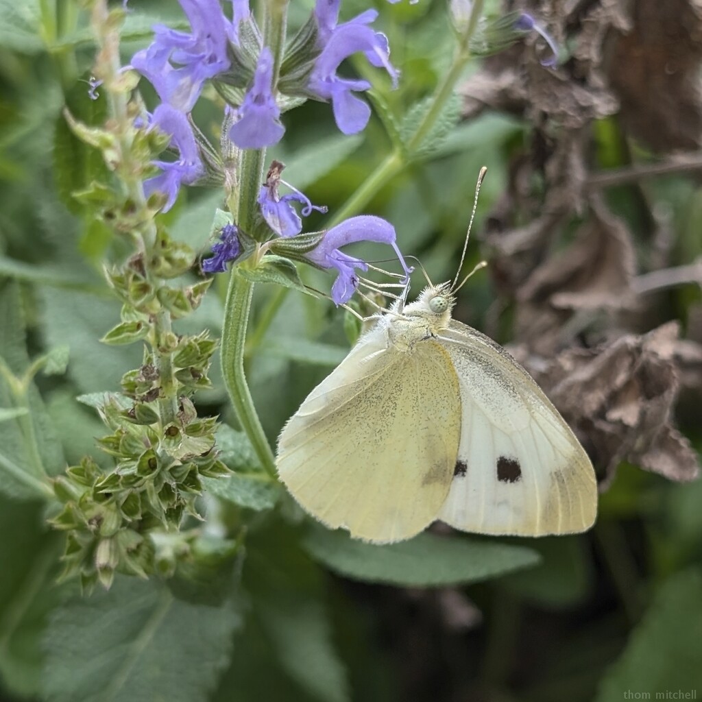 Cabbage White / Small White by rhoing