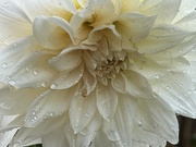 28th Aug 2024 - Dahlia White