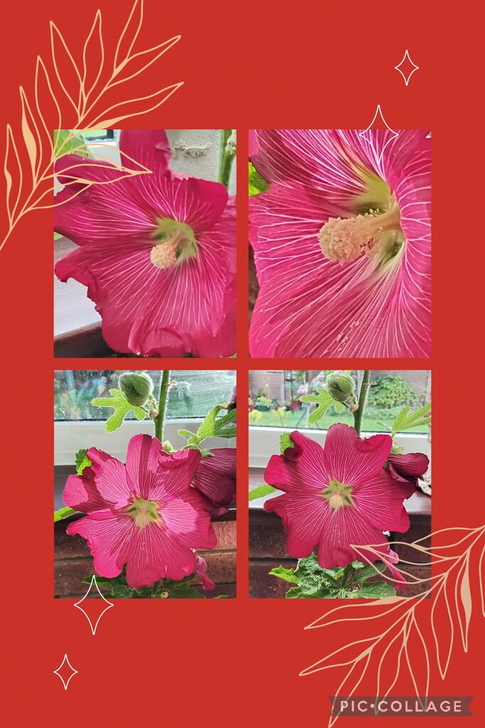 Red Hollyhock collage. by grace55