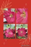 29th Aug 2024 - Red Hollyhock collage.