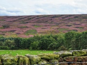 28th Aug 2024 - Above Commondale