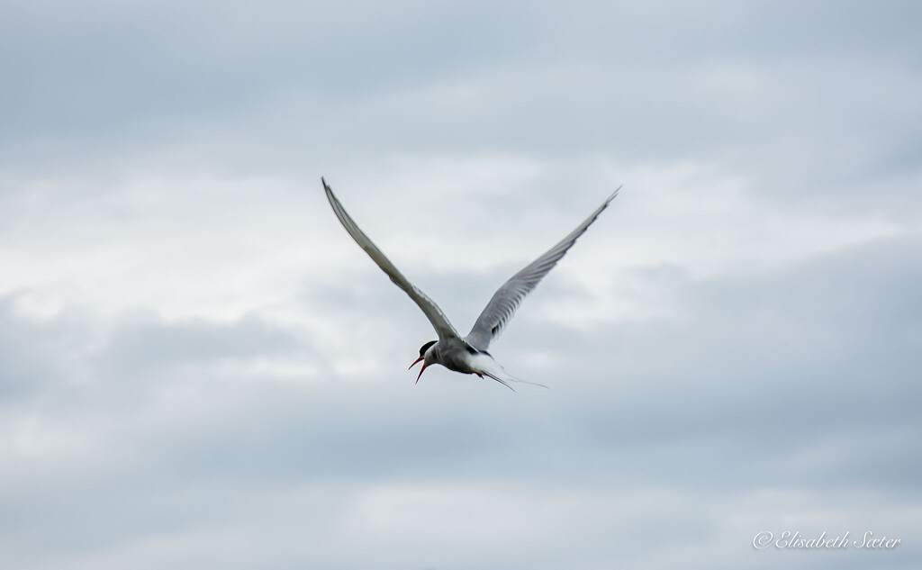 Day 10 Tern by elisasaeter