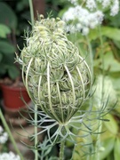 28th Aug 2024 - DY 252/366. Wild carrot flower. 