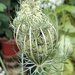 DY 252/366. Wild carrot flower.  by fairynormal