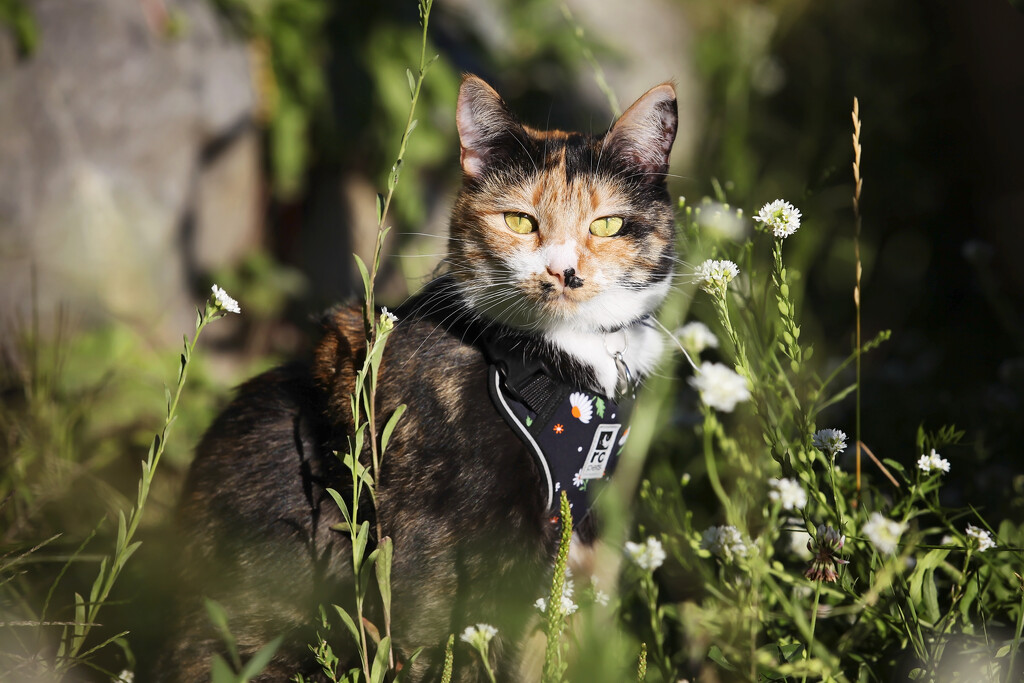 Loki in the garden by kiwichick