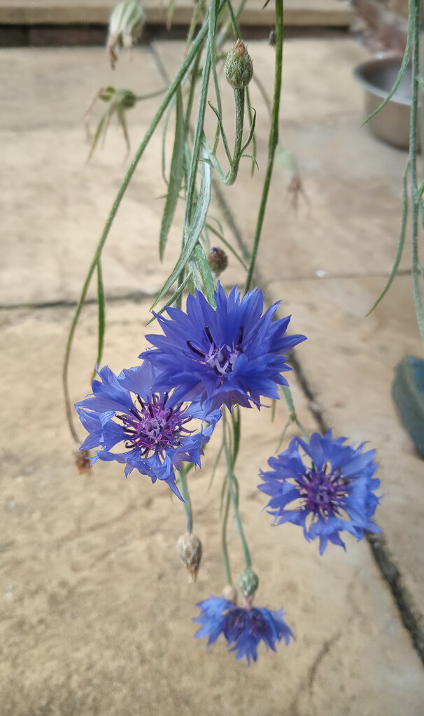 Cornwall flowers  by 365projectorgjoworboys