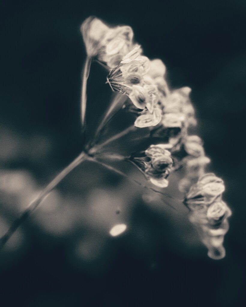 Misty seed head by anncooke76