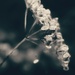 Misty seed head by anncooke76