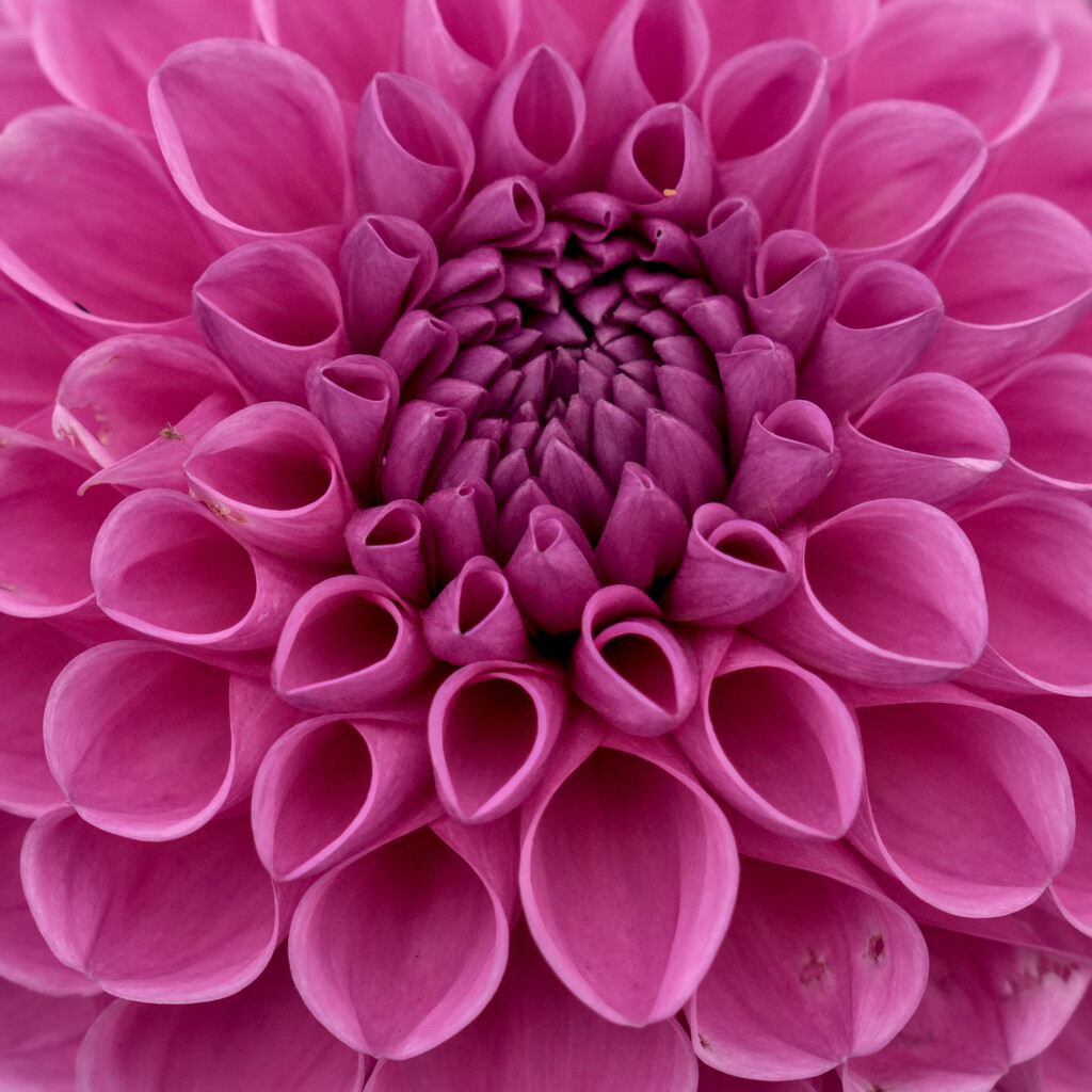 Lowdham Dahlia  by phil_howcroft