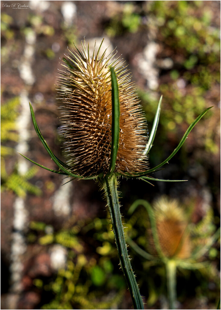 Teasel in the sun by pcoulson